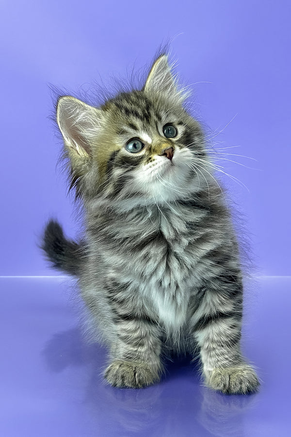 Yaros | Siberian Kitten