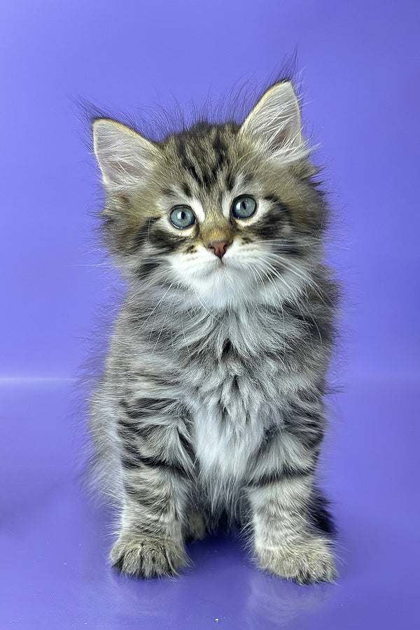 Yaros | Siberian Kitten