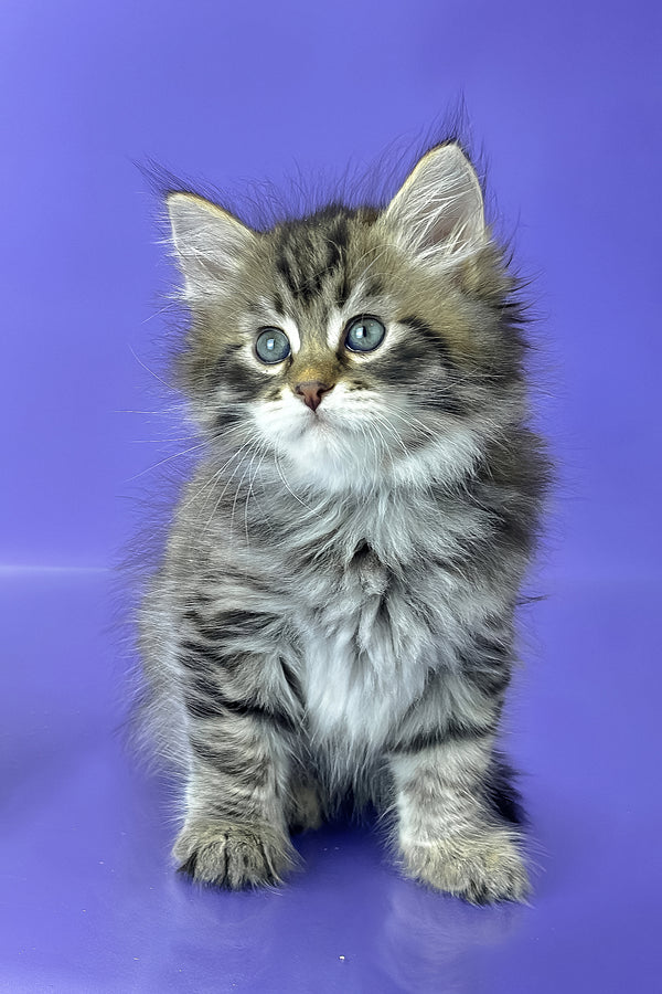 Yaros | Siberian Kitten