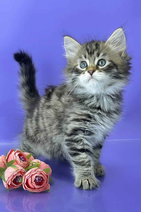 Yaros | Siberian Kitten