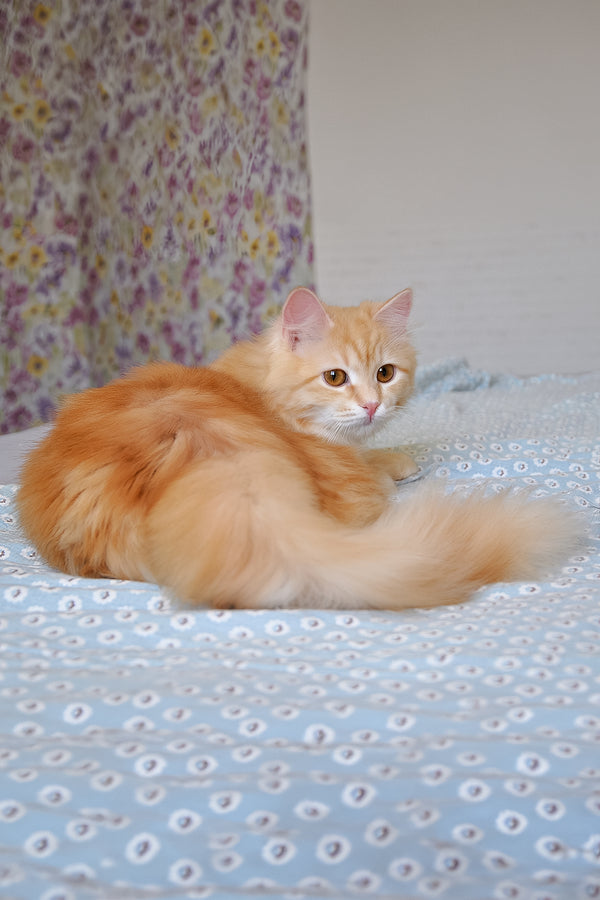 Yashma | Siberian Kitten