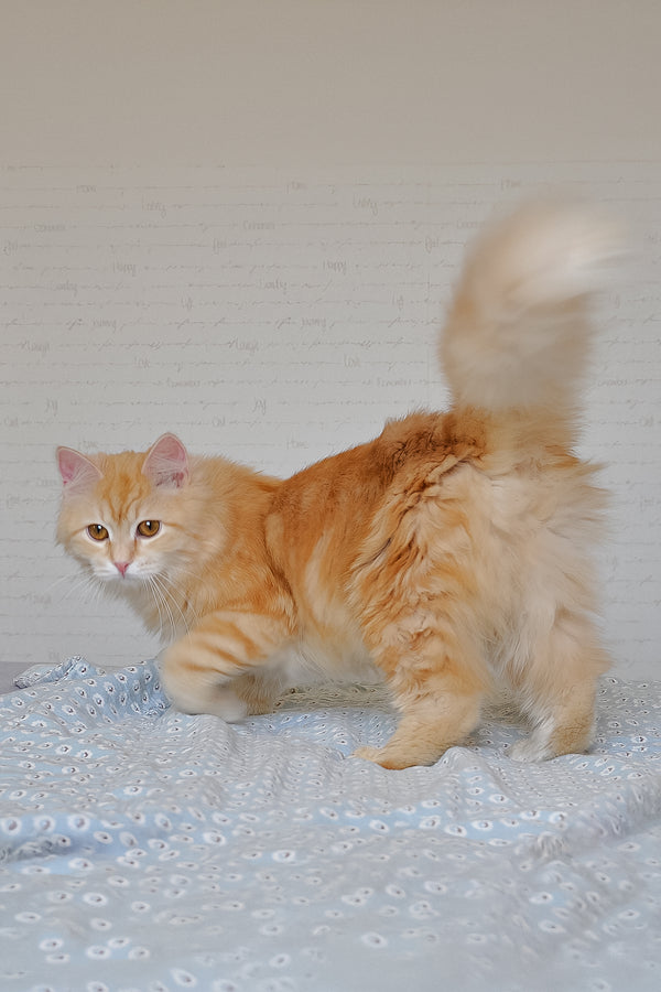 Yashma | Siberian Kitten