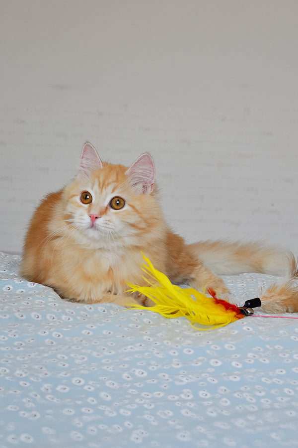 Yashma | Siberian Kitten