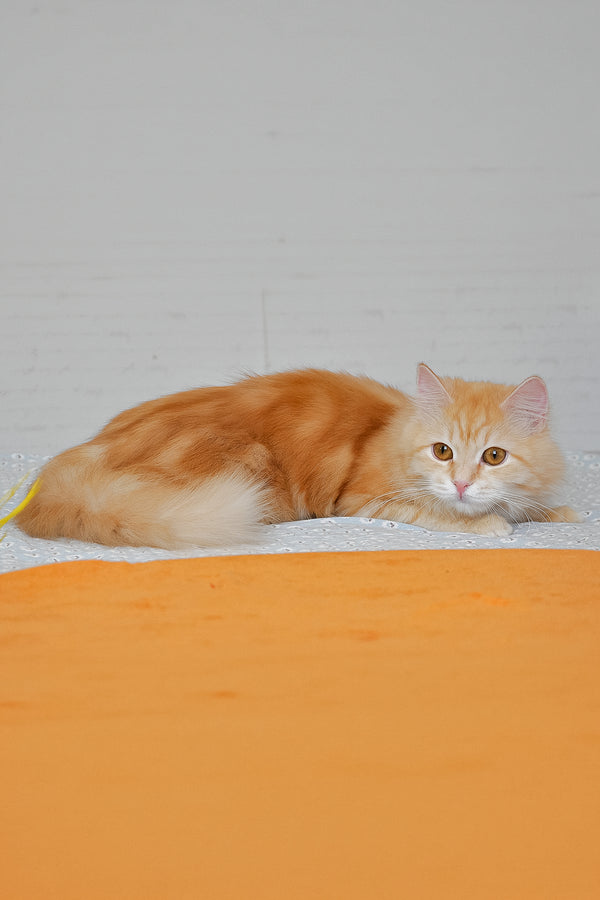 Yashma | Siberian Kitten