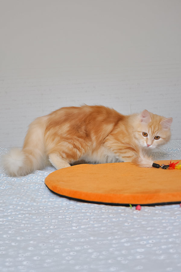 Yashma | Siberian Kitten