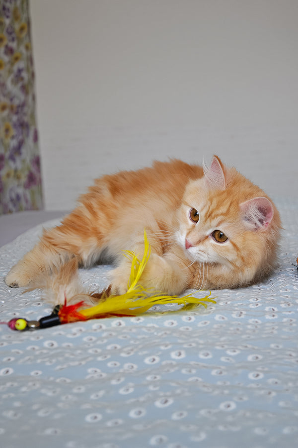 Yashma | Siberian Kitten