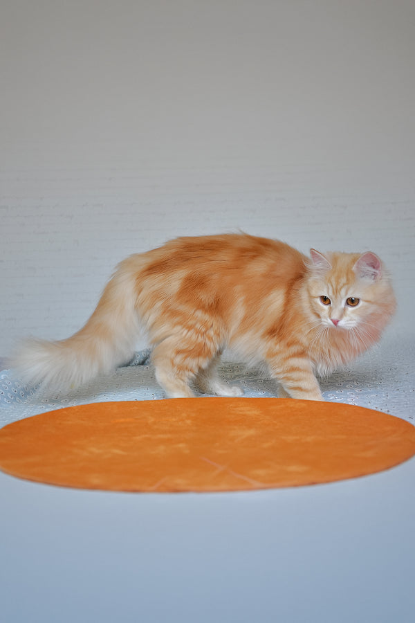 Yashma | Siberian Kitten