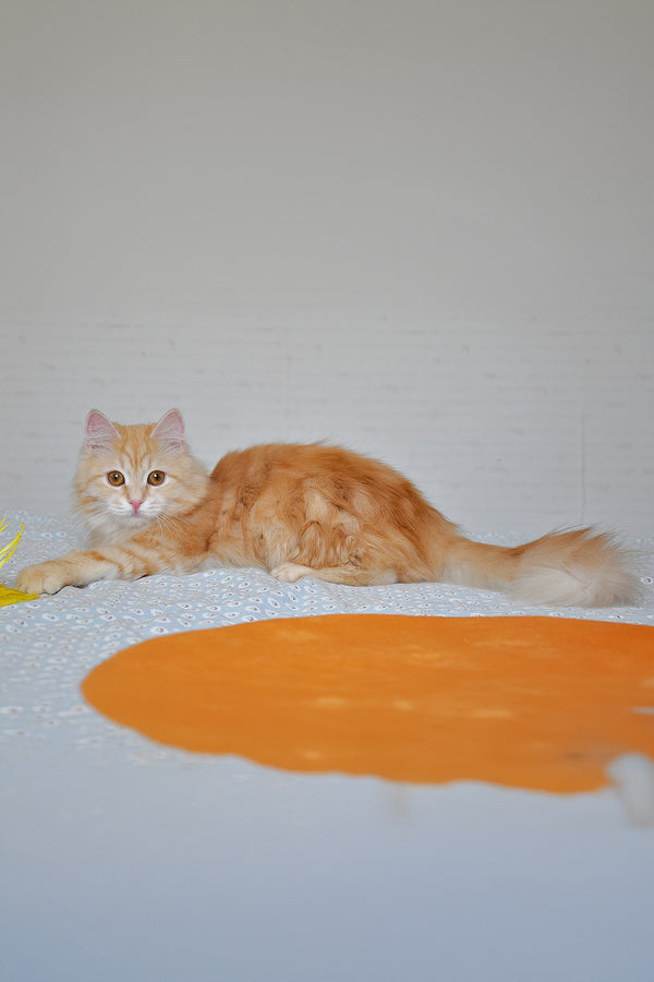 Yashma | Siberian Kitten