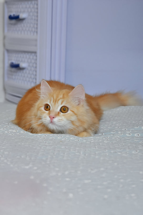 Yashma | Siberian Kitten