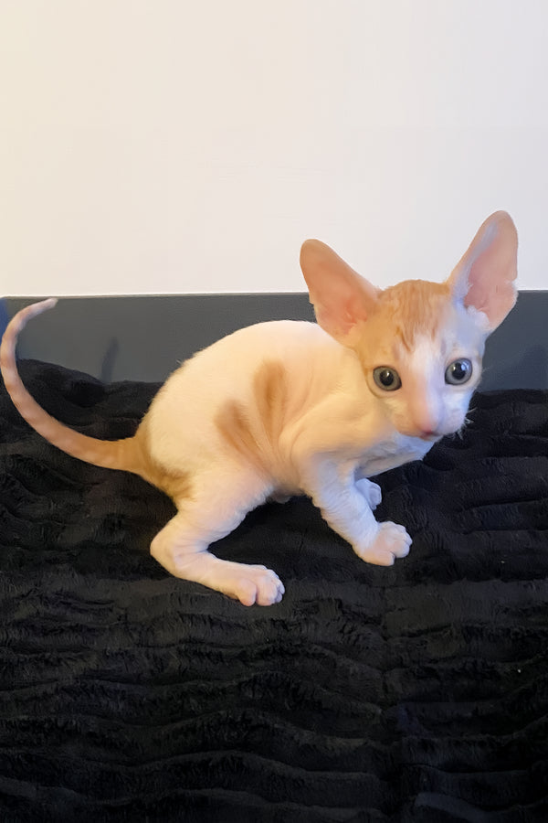 Yaskrava | Cornish Rex Kitten
