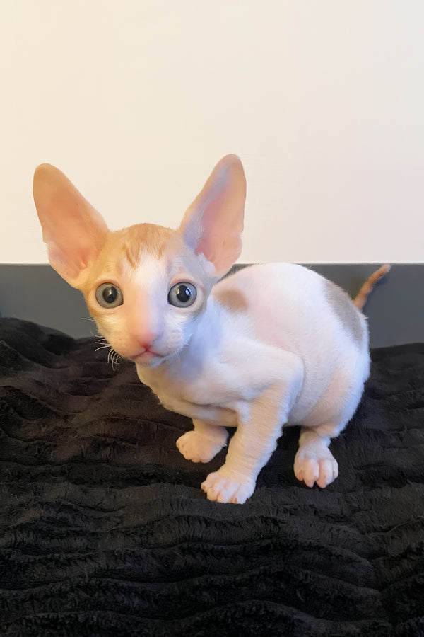 Yaskrava | Cornish Rex Kitten