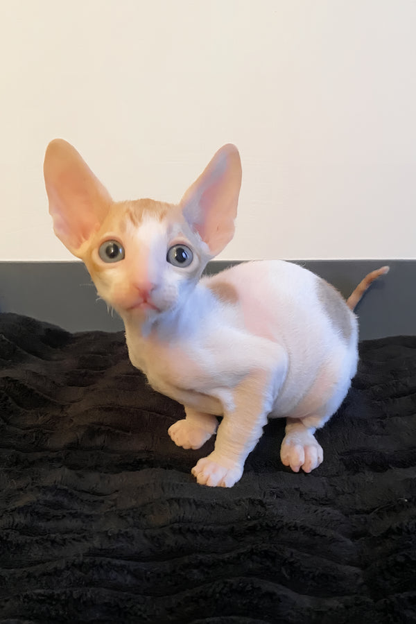 Yaskrava | Cornish Rex Kitten