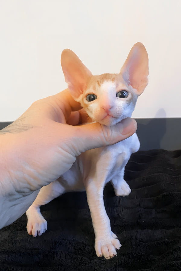 Yaskrava | Cornish Rex Kitten