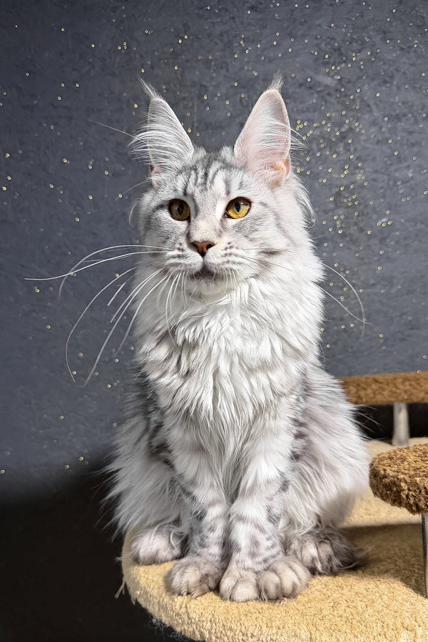 Yasmi | Polydactyl Maine Coon Kitten