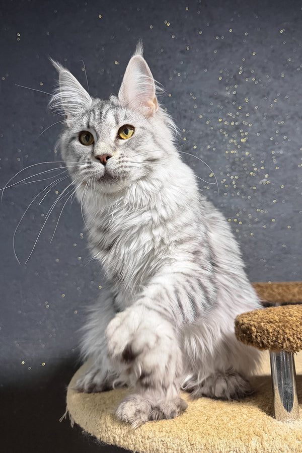 Yasmi | Polydactyl Maine Coon Kitten