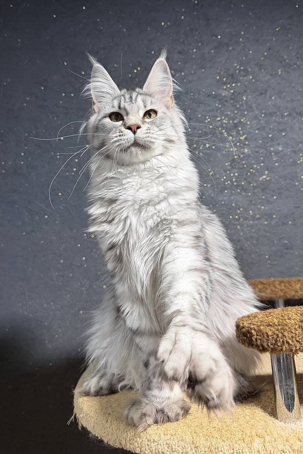 Yasmi | Polydactyl Maine Coon Kitten