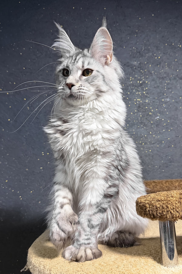 Yasmi | Polydactyl Maine Coon Kitten