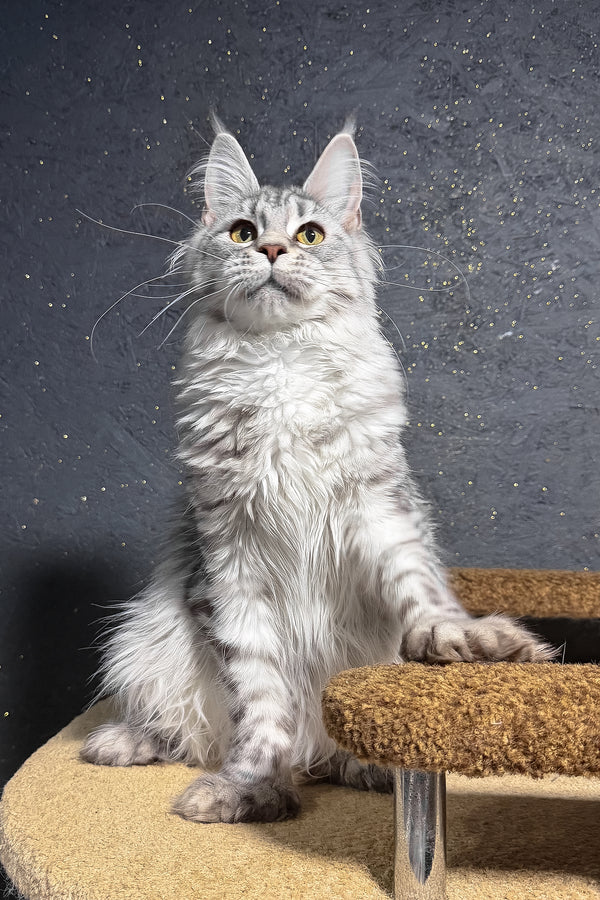 Yasmi | Polydactyl Maine Coon Kitten