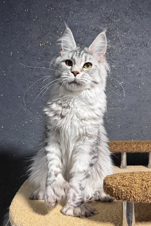 Yasmi | Polydactyl Maine Coon Kitten