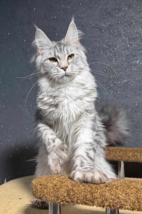 Yasmi | Polydactyl Maine Coon Kitten
