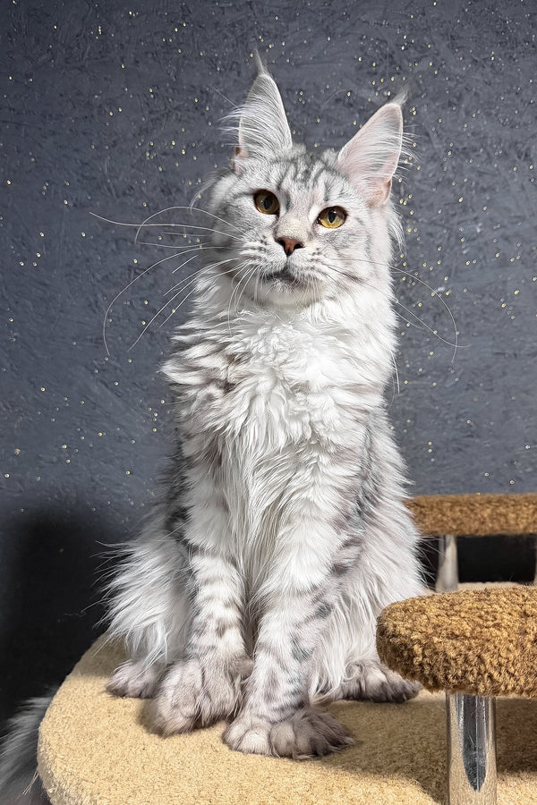 Yasmi | Polydactyl Maine Coon Kitten