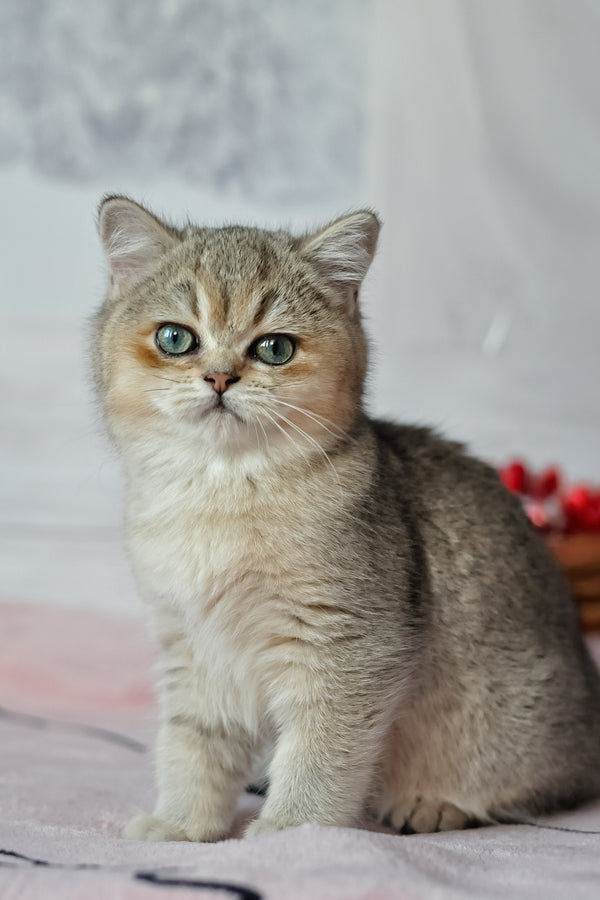 Yasmin | British Shorthair Kitten