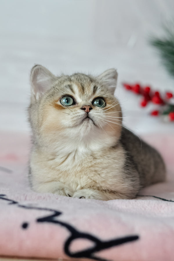Yasmin | British Shorthair Kitten