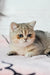 Yasmin | British Shorthair Kitten