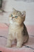 Yasmin | British Shorthair Kitten