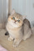 Yasmin | British Shorthair Kitten