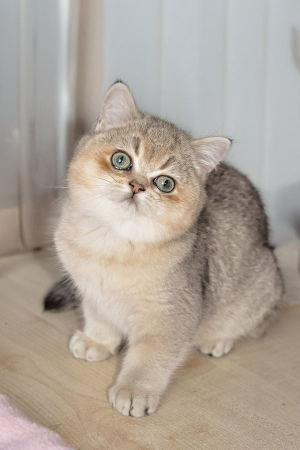 Yasmin | British Shorthair Kitten