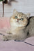 Yasmin | British Shorthair Kitten