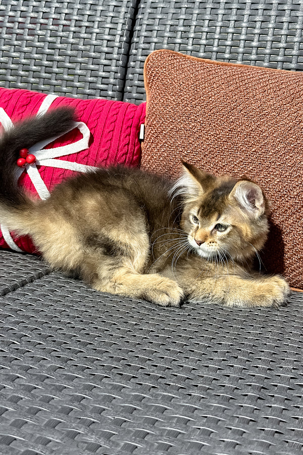 Yason | Golden Maine Coon Kitten