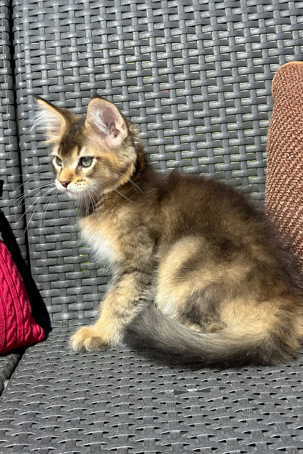 Yason | Golden Maine Coon Kitten