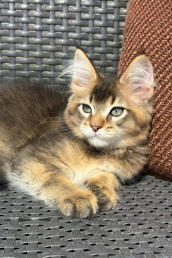 Yason | Golden Maine Coon Kitten