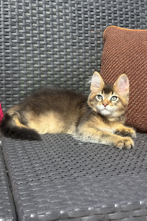 Yason | Golden Maine Coon Kitten