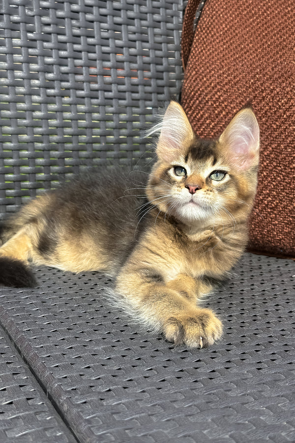 Yason | Golden Maine Coon Kitten