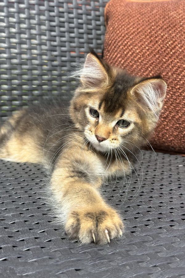 Yason | Golden Maine Coon Kitten