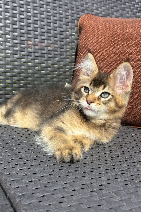 Yason | Golden Maine Coon Kitten