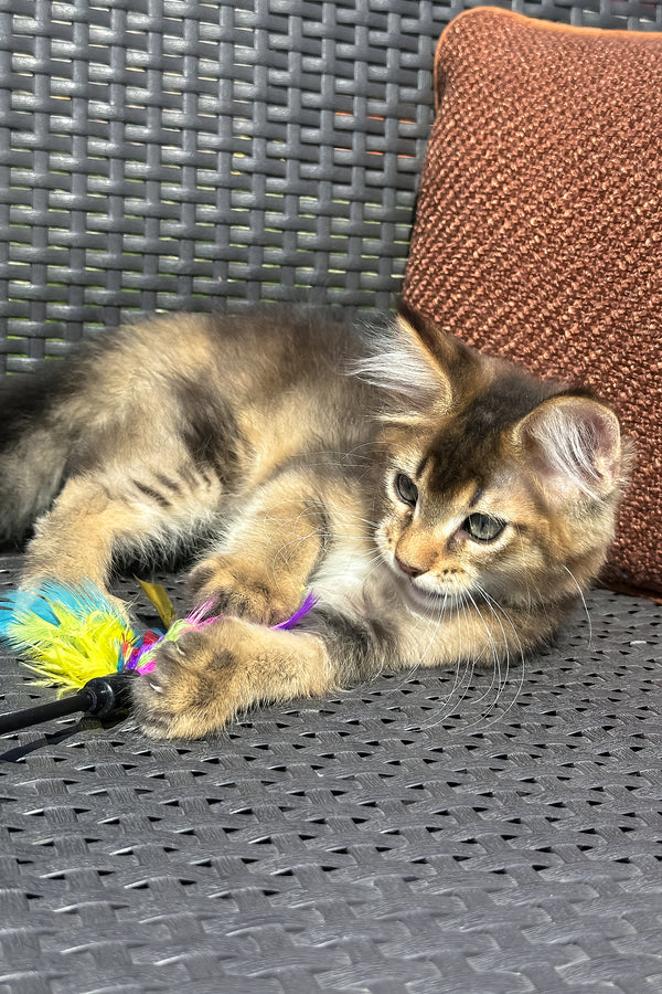 Yason | Golden Maine Coon Kitten