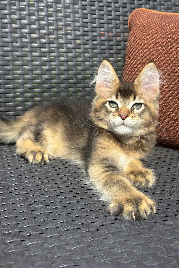 Yason | Golden Maine Coon Kitten