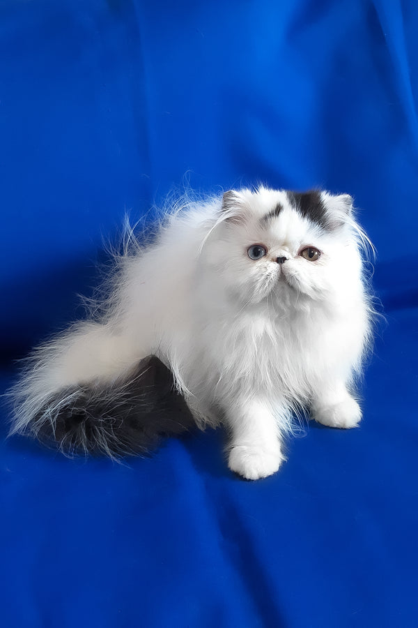 Yastina | Persian Kitten