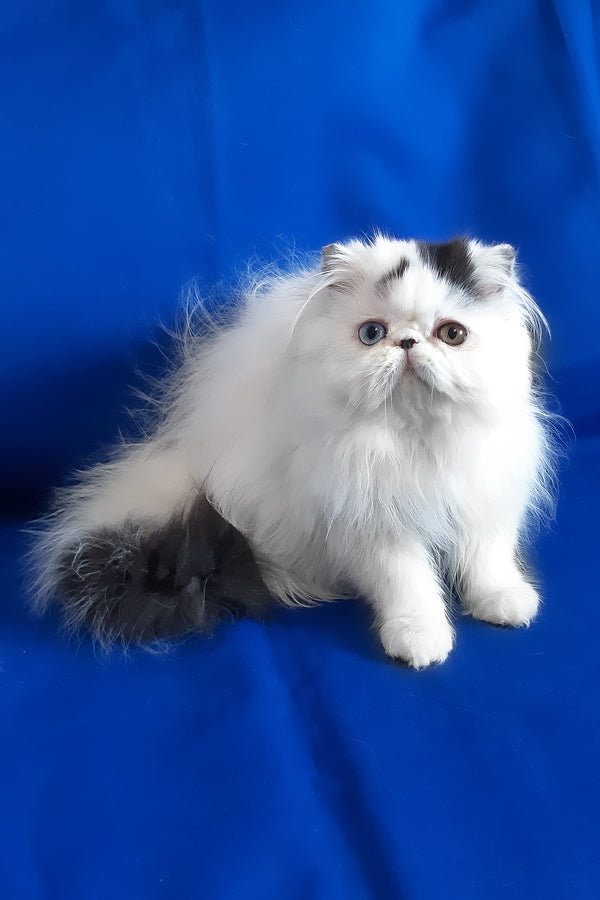 Yastina | Persian Kitten
