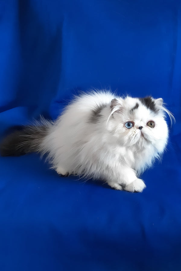Yastina | Persian Kitten