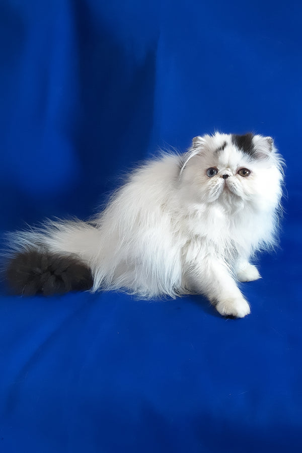 Yastina | Persian Kitten
