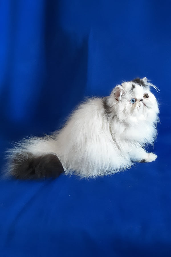 Yastina | Persian Kitten