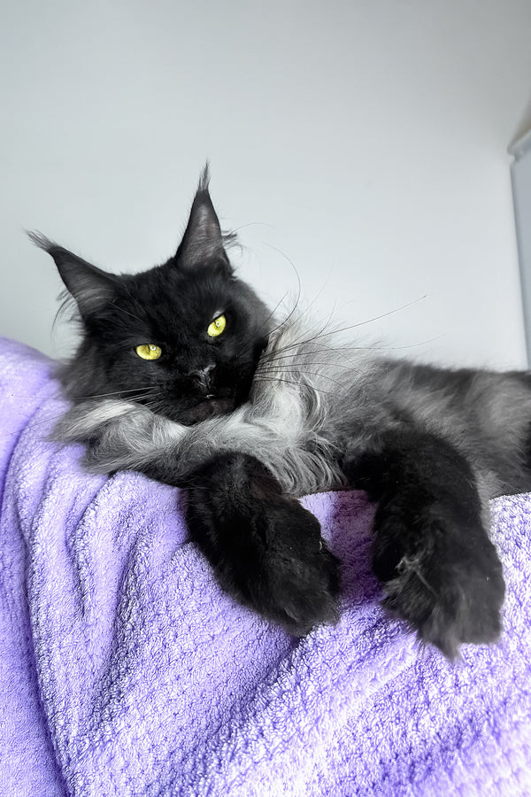 Yen | Maine Coon Kitten