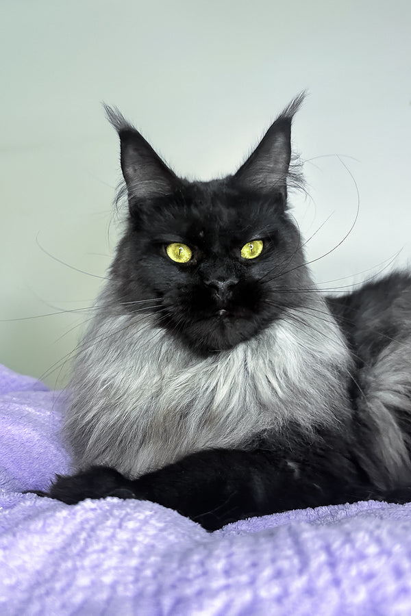 Yen | Maine Coon Kitten