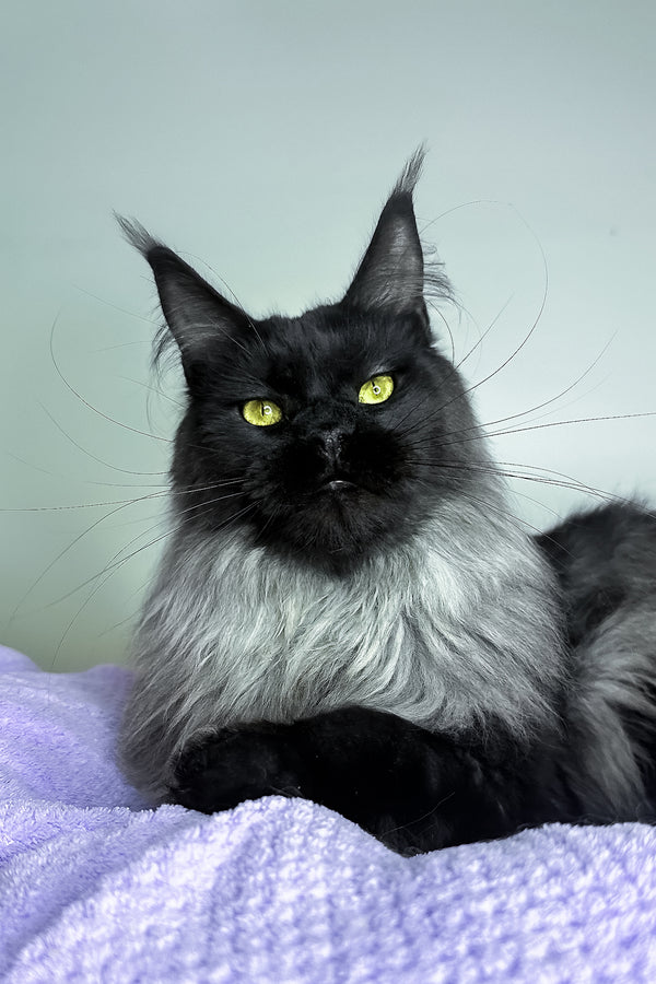 Yen | Maine Coon Kitten