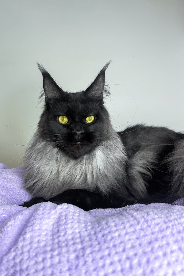 Yen | Maine Coon Kitten